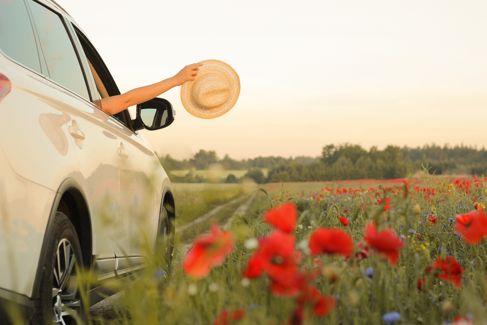 passenger with arm out window of car being driven along a field of flowers